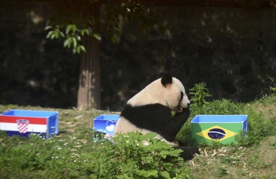 Panda escolhe alimento na caixa com a bandeira do Brasil. Brincadeira de adivinhar resultado com os animais foi proibida na China | Reuters