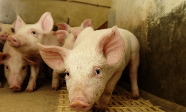 Engorda dos leitões é a fase que mais pesa no ciclo de produção | Josua© Teixeira/ Gazeta Do Povo