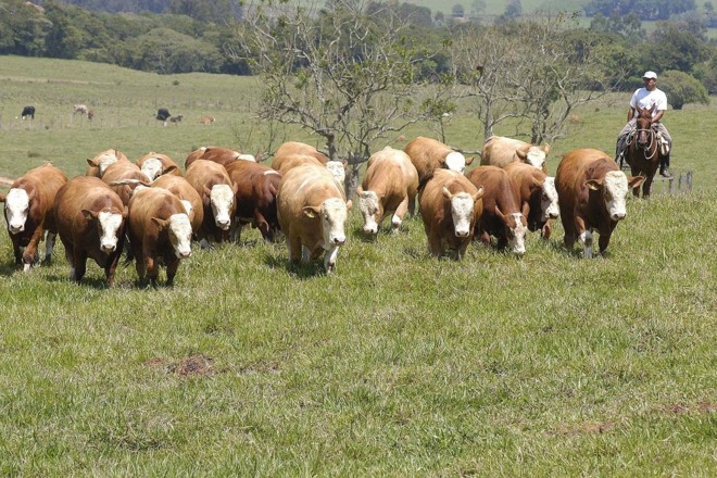 Os animais da raça Simental têm alta capacidade de ganho de peso, associada à grande musculosidade. Além disso, se destacam pela alta habilidade materna. | 