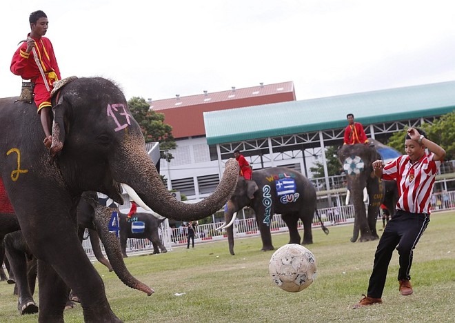 Jovem troca passe com elefante na Tailândia | 