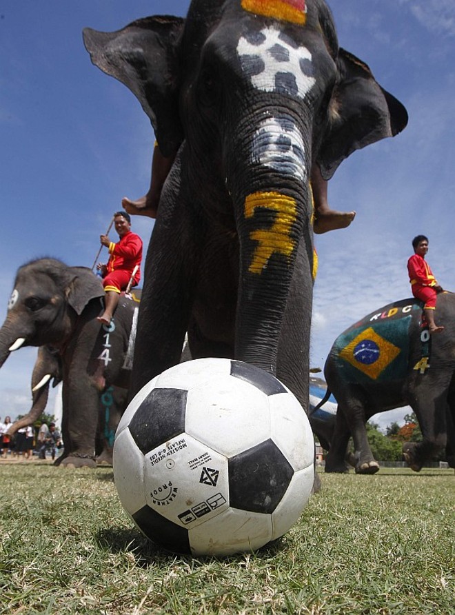 Os elefantes entraram em campo para divulgar a Copa e desencorajar apostas ilegais | 