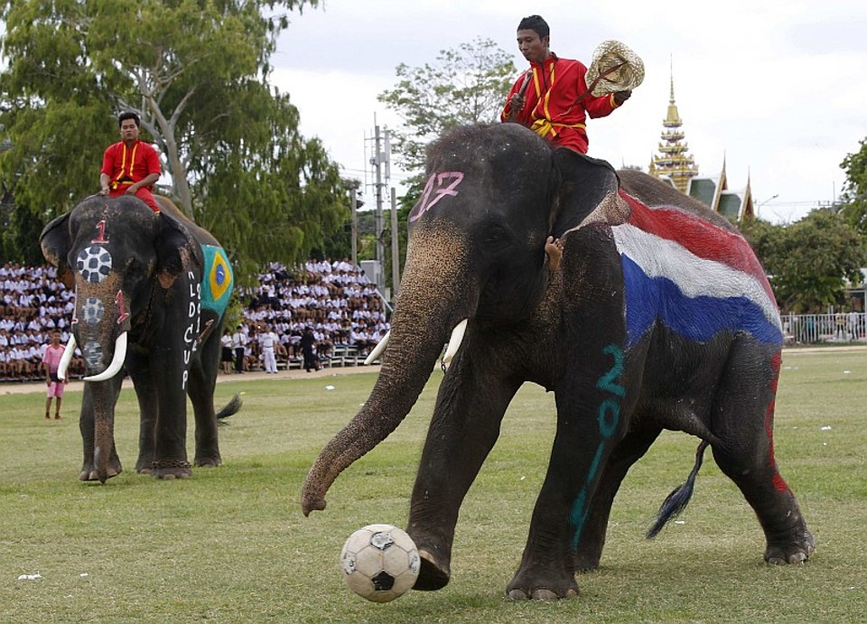 Veja fotos desta segunda-feira (9) Elefante holandês conduz a bola | Chaiwat Subprasom / Reuters