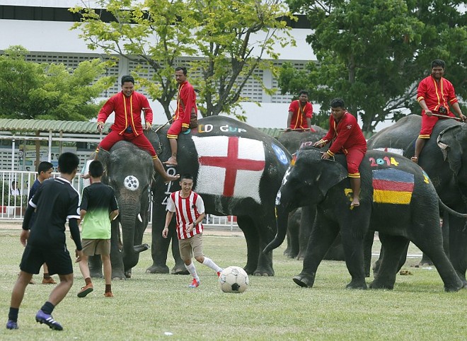 Elefantes de Alemanha e Inglaterra participam de ação na Tailândia | 
