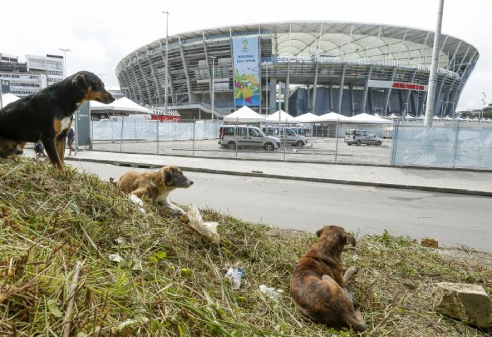 Cachorros no entorno da Fonte Nova: arena corre contra o tempo para receber Espanha x Holanda | Hugo Harada / Gazeta do Povo
