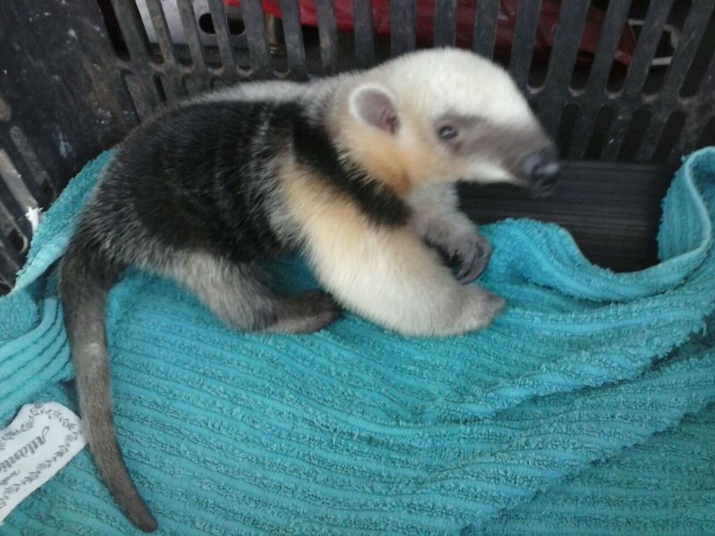 O tamanduá estava vagando nas margens da rodovia PR-457 |