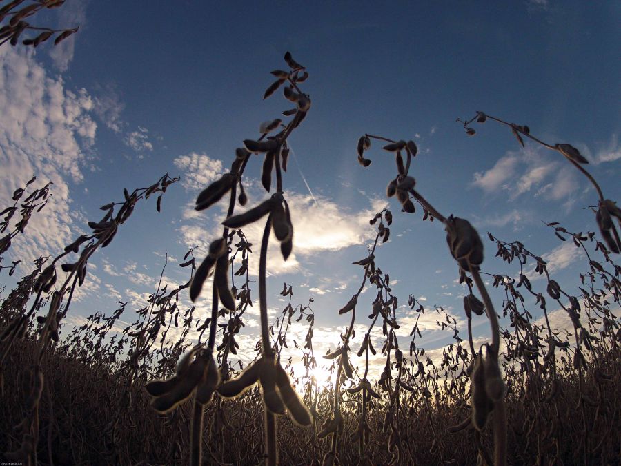 Lavoura de soja no Corn Belt. Depois de quebras sucessivas, região espera colheita arrebatadora. | Foto:christian Rizzi/gazeta Do Povo