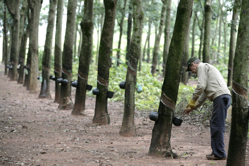 Produtor rural trabalha em seringueira em Indianópolis, no Noroeste do Paraná | Ivan Amorim/ Gazeta do Povo