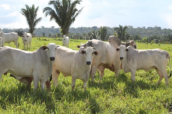 Na região de Santarém, parte dos 400 mil hectares que hoje são ocupados por pastos são passível de incorporação à agricultura | 