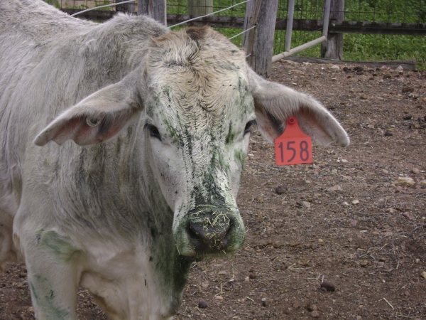 Bovinos retêm menos ômega 3, mas também são testados | Divugaa§a£o/diogo Costa/unifeob