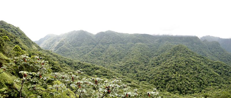 Estimativa indica redução de carbono emitido pelo uso de terra e florestas desde 1990 | Antônio More/ Gazeta do Povo