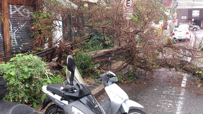 Uma árvore caiu na Alameda Prudente de Moraes, no Centro | 