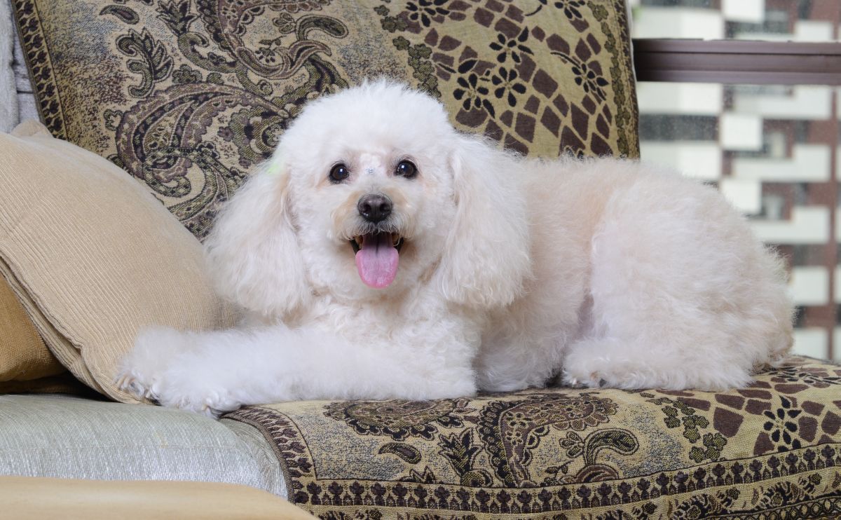 Os testes mostraram que os fios de poodle são semelhantes à lã de carneiro em relação à maciez, capacidade de receber corantes, alongamento, absorção de líquido e isolamento térmico | Letícia Akemi / Agência de Notícias Gazeta do Povo