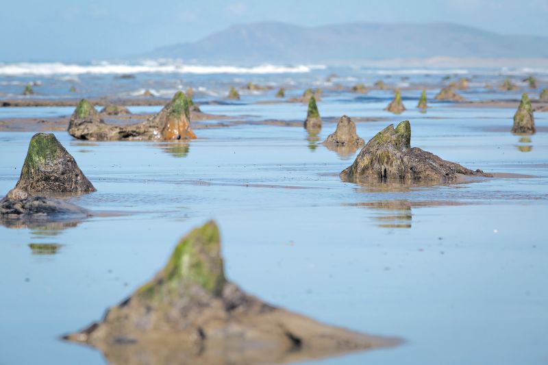 Tocos de árvores e pegadas pré-históricas em Borth, no País de Gales, dão um vislumbre do passado | Fotos: Luke Wolagiewicz para The New York Times
