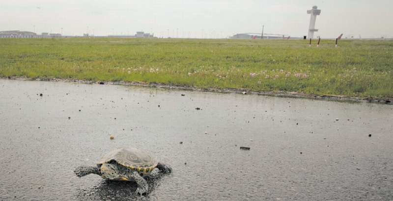 Biólogos usam barreiras de plástico para impedir tartarugas-de-dorso-de-diamante de chegar às pistas de pouso e decolagem do aeroporto John Fitzgerald Kennedy, localizado no Queens, em Nova York. Nem sempre a artimanha dá certo, no entanto | Dave Sanders PARA The New York Times