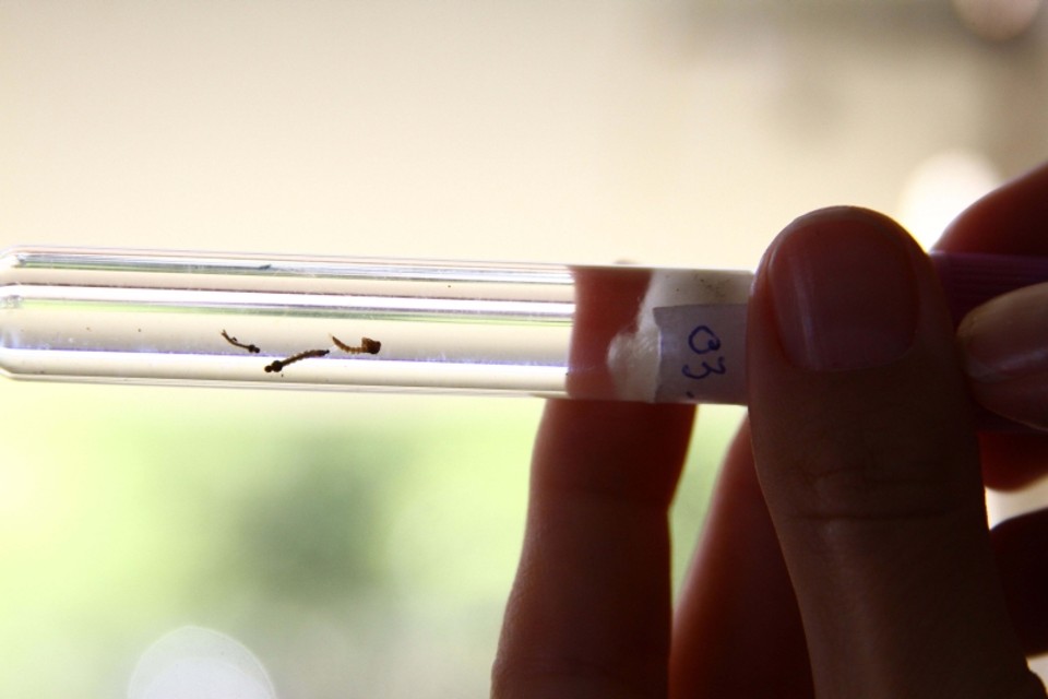 Curitiba confirma segundo caso de dengue no ano Caso ocorreu em maio. Com o inverno risco de contágio cai | Roberto Custódio/Jornal de Londrina