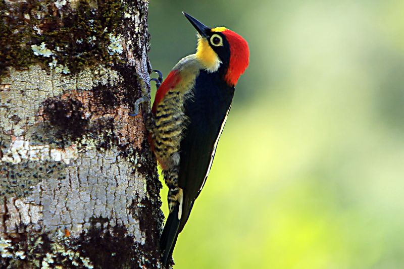 | Albari Rosa/ Gazeta do Povo