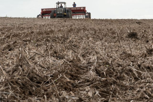 No Paraná plantio de milho corre solto. Sementes de soja devem ganhar o solo com intensidade mais para o fim do mês. | Henry Milla©o/ Gazeta Do Povo