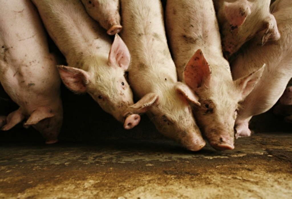 Problemas no mercado norte-americano, com a propagação da diarreia epidêmica suína (PEDv), abriram espaço para a carne paranaense no mercado internacional