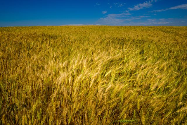 Trigo tem boa safra, mas perde preço em 2014. | Anta´nio Costa/arquivo/ Gazeta Do Povo