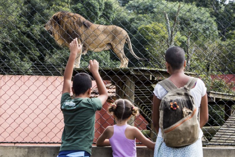 Família visita espaço leão Rawell no zoo de Curitiba | Henry Milleo / Agência de Notícias Gazeta do Povo