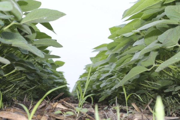 Lavoura de soja em McLean County, Illinois. Os EUA cultivam 11% mais soja (34 milhões de hectares) e têm clima favorável | Mike Mcginnis/agriculture.com