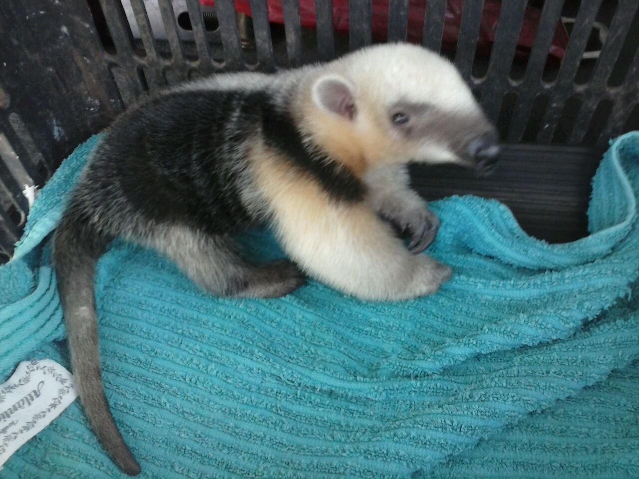 Tamanduá Mirim foi encontrado vagando pela PR-457, no Vale do Iavaí | Divulgação / BPMA