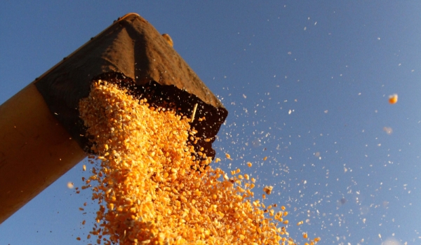 Se recursos forem cortados, número de leilões de milho prometidos pelo governo deve reduzir. | Roberto Custa³dio/ Jl