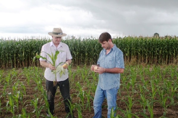 Elemar Domanski (dir) e seu sócio Valter monitoram lavoura: demanda garantiu mercado | Giovani Ferreira/gazeta Do Povo