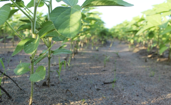 Cultivo regional em solo arenoso alcança 18 mil hectares | Cassiano Ribeiro/gazeta Do Povo