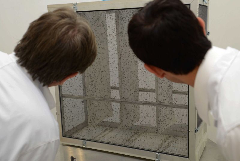 Diferente do Aedes aegypti original, os descendentes do transgênico não conseguem chegar à fase adulta | Carlos Bassan/ Prefeitura de Campinas