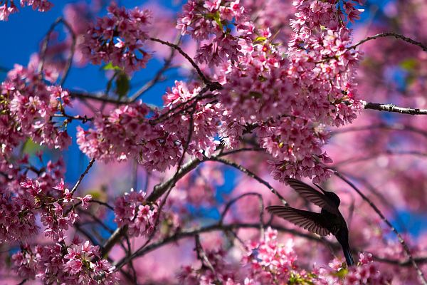 Cerejeiras decoram as ruas de Curitiba nas proximidades com a Arena da Baixada | Bruno Covello / Gazeta do Povo