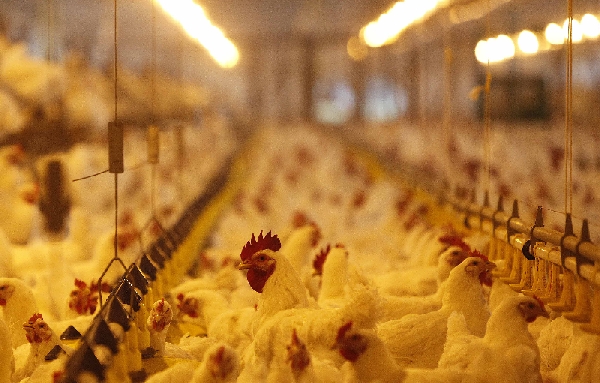 Avicultura integrada às indústrias terá contratos revistos |