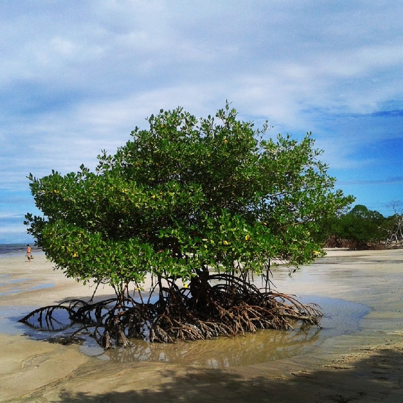 | João Alcará/Divulgação