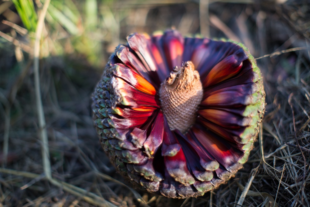 | Bruno Covello / Gazeta Do Povo