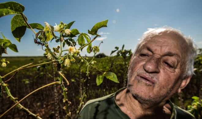 A formiga cortadeira e o agricultor Odilon Alves de Lima (81) | 