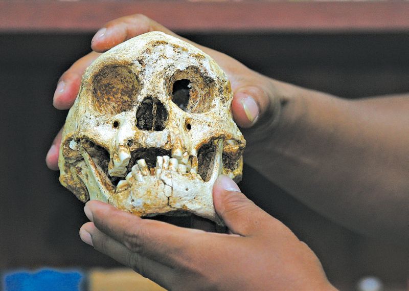 Um crânio encontrado com outros ossos na ilha de Flores, na Indonésia, dez anos atrás, gerou especulações de que pode ter pertencido a uma espécie humana menor, já extinta | Beawiharta/Reuters