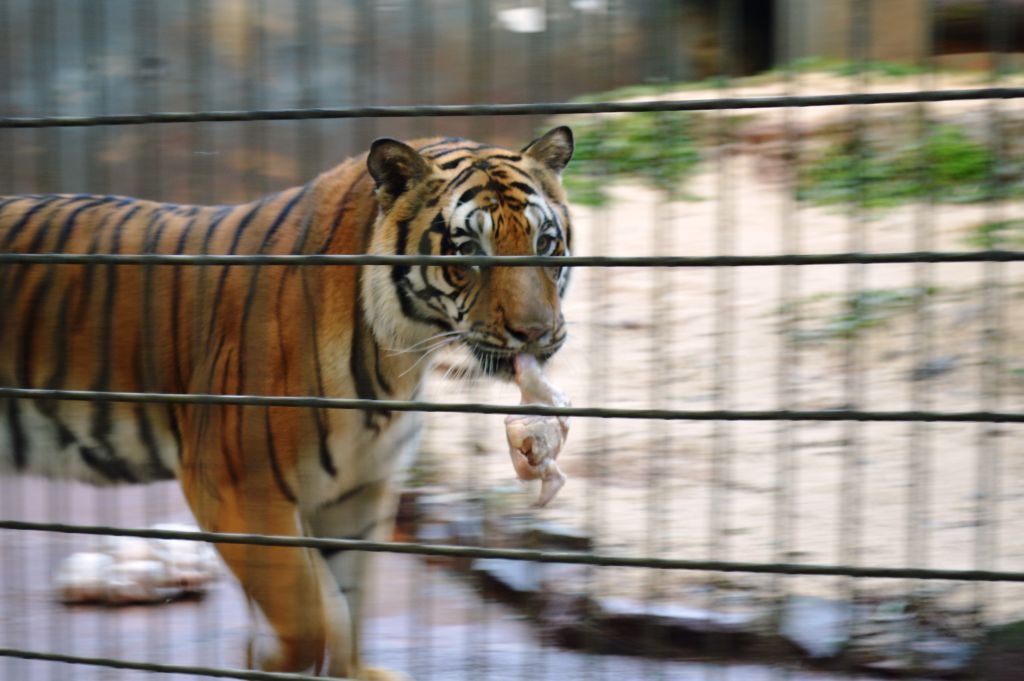 Tigre voltou à área de visitação do zoo de Cascavel | Luiz Carlos da Cruz/Especial para a Gazeta do Povo