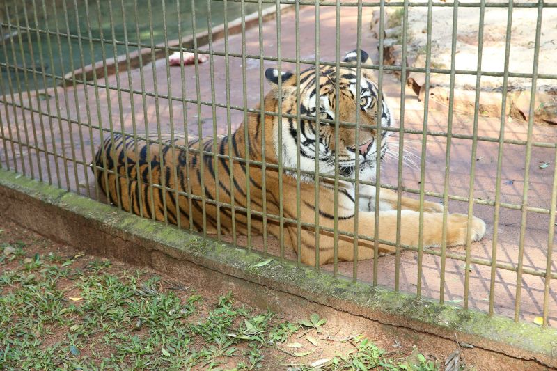 Tigre do Zoológico de Cascavel atacou menino de 11 anos e a vítima precisou ter o braço amputado logo após o acidente | Luiz Carlos Cadini/Secom/Prefeitura de Cascavel