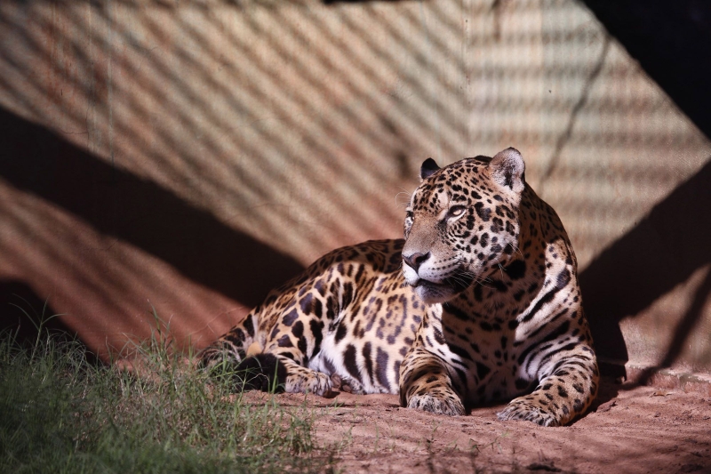 | Nilton Rolin/ Itaipu Binacional