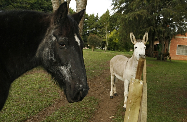 Jumento órfão criado a mamadeira atrai turistas a Itaiacoca | Josua© Teixeira/gazeta Do Povo