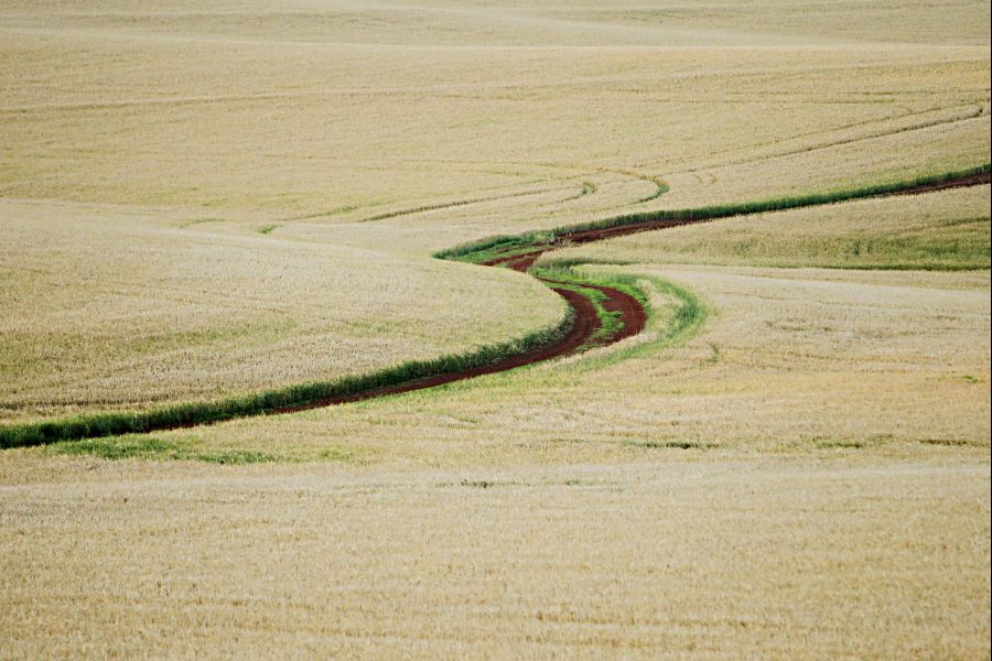 Lavouras do estado foram afetadas por geada nos últimos dias, mas problemas foram pontuais. | Foto: Albari Rosa/gazeta Do Povo