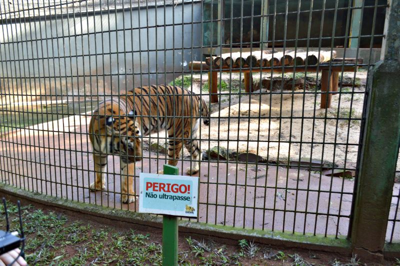 O animal voltou ontem para o seu recinto, que não sofreu mudanças na estrutura de segurança | Luiz Carlos da Cruz