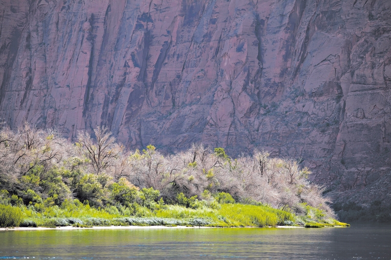 Agricultores afirmam que as tamargueiras consomem quantia considerável de água | Samantha Sais/The New York Times