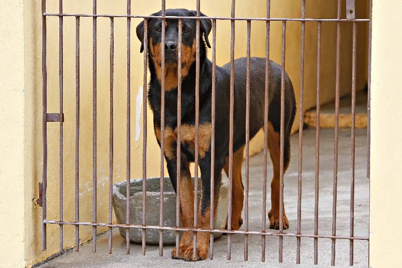 Se o dono do cão recebe muita gente em casa, ter um canil é imprescindível | Antônio More/Gazeta do Povo