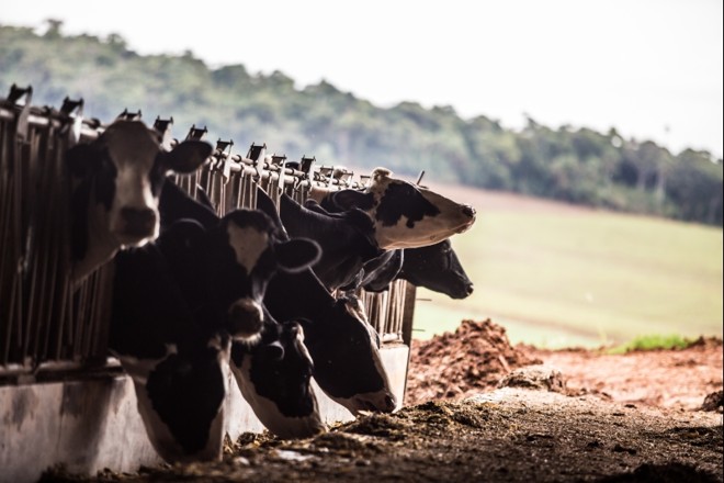 Vacas leiteiras em confinamento na cidade de Mangueirinha |