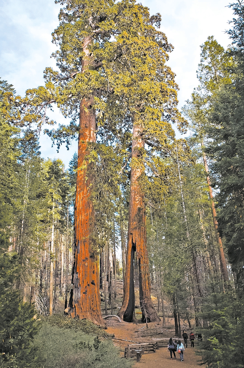 As sequoias gigantes, encontradas nas montanhas da Serra Nevada, na Califórnia, podem viver até 3 mil anos. Cientistas dizem que o clima seco e cada vez mais quente ameaça sua sobrevivência | Mladen Antonov/Agence France-Presse Getty Images