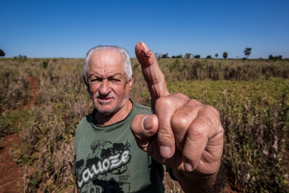 Uma formiga belisca o dedo indicador de Odilon | Brunno Covello / Gazeta do Povo