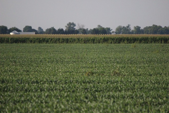 Soja e milho dividem espaço em lavouras na região de Indiana. Crédito Igor Castanho - Gazeta do Povo | 