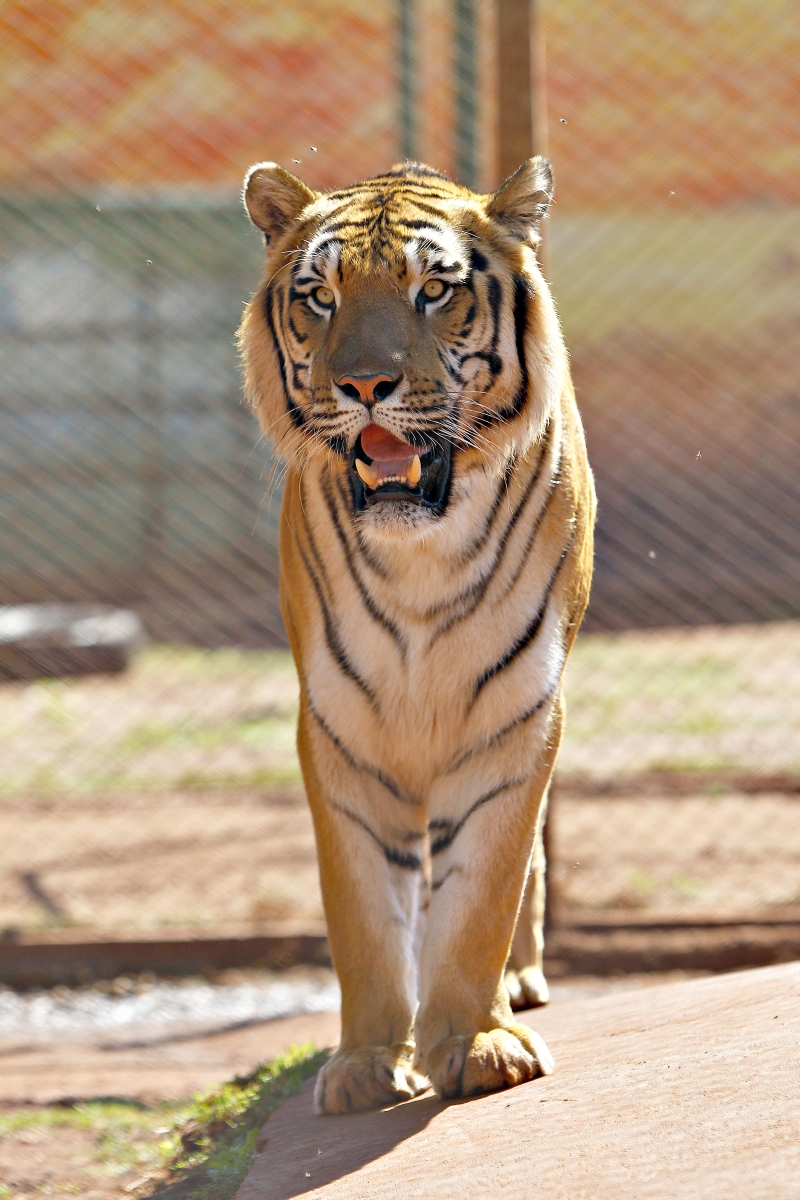 Baruck, irmão de Hu, é neto do casal de tigres resgatado de um circo onde sofriam maus-tratos | Jonathan Campos / Gazeta do Povo