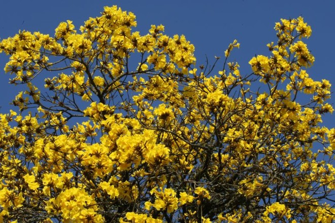 Ipês-amarelos florescem em Curitiba | 